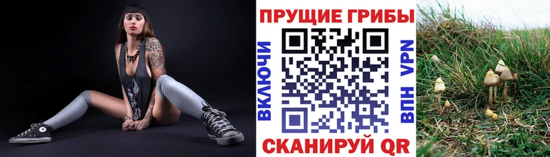mega   Абдулино  Галлюциногенные грибы Psilocybine cubensis 